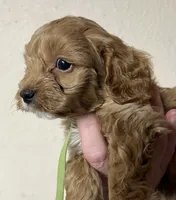 Pickles, a male Cockapoo for sale in Roseville, CA – 5 of 5
