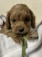 Pickles, a male Cockapoo for sale in Roseville, CA – 4 of 5