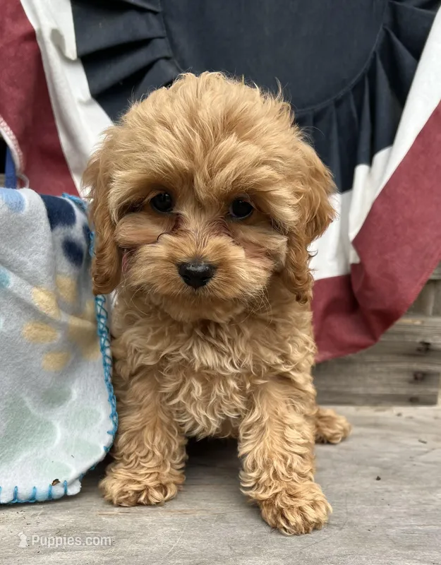Cupcake  – Cockapoo puppy for sale in Roseville, CA