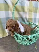 Cupcake , a female Cockapoo for sale in Roseville, CA – Photo 3 of 4
