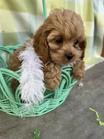 Cupcake , a female Cockapoo for sale in Roseville, CA – Photo 4 of 4