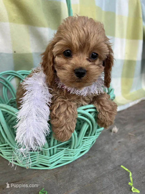 Cupcake  – Cockapoo puppy for sale in Roseville, CA