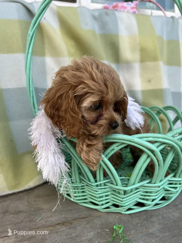 Cupcake  – Cockapoo puppy for sale in Roseville, CA