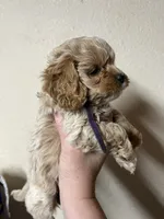 Lavender , a female Cockapoo for sale in Roseville, CA – 5 of 5