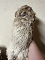 Lavender , a female Cockapoo for sale in Roseville, CA – 2 of 5