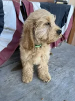 Nugget, a male Cockapoo for sale in Roseville, CA – 5 of 8