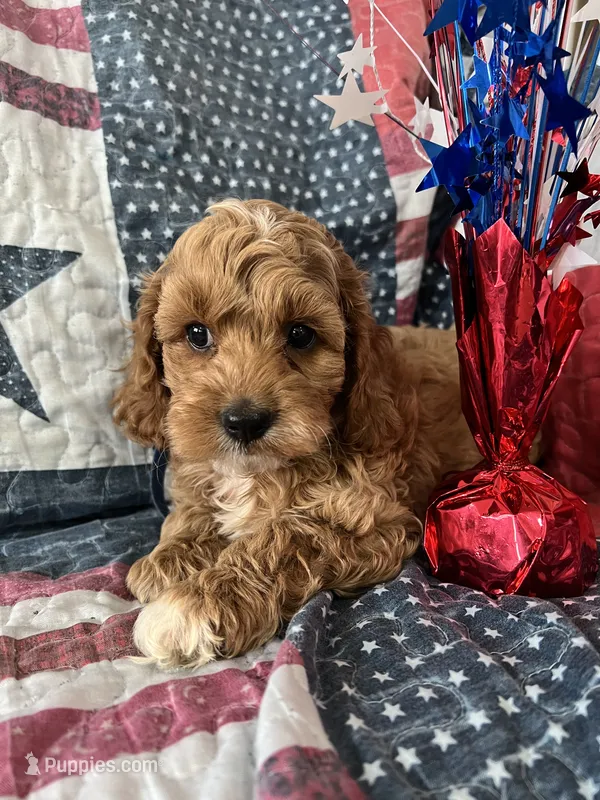 Watson  – Cockapoo puppy for sale in Roseville, CA