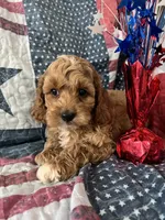 Watson , a male Cockapoo for sale in Roseville, CA – 1 of 7