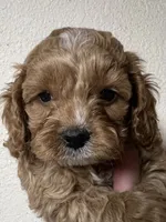 Waffles, a male Cockapoo for sale in Roseville, CA – 2 of 5