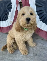 Nugget, a male Cockapoo for sale in Roseville, CA – 4 of 8