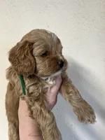 Watson green, a male Cockapoo for sale in Roseville, CA – 3 of 5