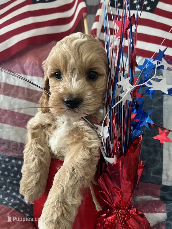 Crackers – Cockapoo puppy for sale in Roseville, CA