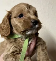 Pickles, a male Cockapoo for sale in Roseville, CA – 3 of 5