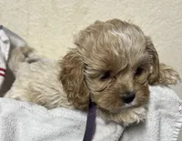Lavender , a female Cockapoo for sale in Roseville, CA – 3 of 5