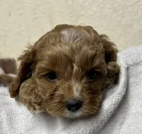 Waffles, a male Cockapoo for sale in Roseville, CA – 5 of 5