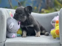 Cosmos, a male French Bulldog for sale in Lehigh Acres, FL – 3 of 5