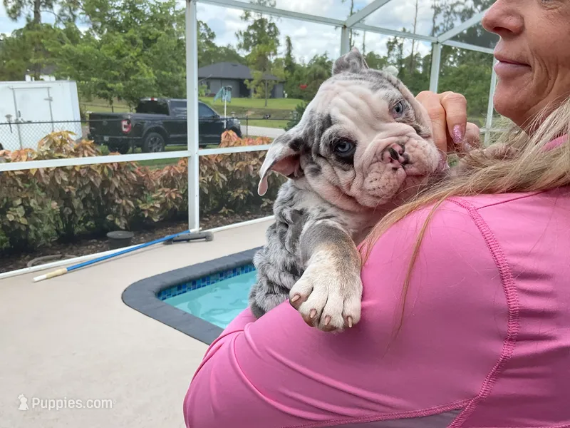 Boba Fett  – English Bulldog puppy for sale in Lehigh Acres, FL