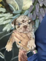 Jedi , a male English Bulldog for sale in Lehigh Acres, FL – 2 of 3
