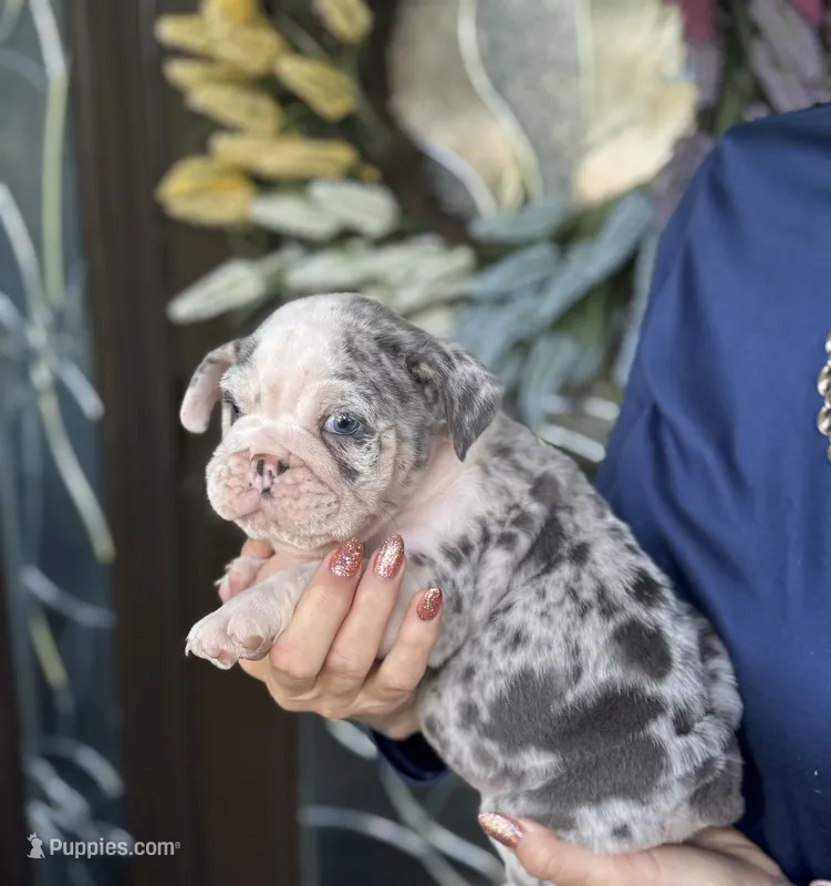 Boba Fett  – English Bulldog puppy for sale in Lehigh Acres, FL