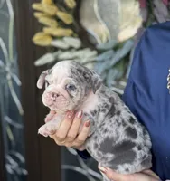 Boba Fett , a male English Bulldog for sale in Lehigh Acres, FL – 1 of 3