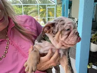 Anakin, a male English Bulldog for sale in Lehigh Acres, FL – 2 of 6