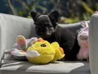 Cosmos, a male French Bulldog for sale in Lehigh Acres, FL – 4 of 5