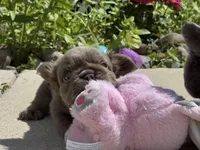 Milkyway, a female French Bulldog for sale in Lehigh Acres, FL – Photo 3 of 7