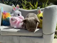 Milkyway, a female French Bulldog for sale in Lehigh Acres, FL – Photo 6 of 7