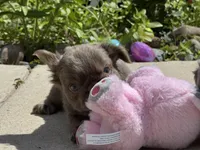 Milkyway, a female French Bulldog for sale in Lehigh Acres, FL – Photo 4 of 7