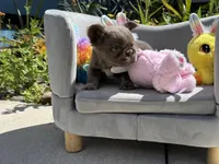 Milkyway, a female French Bulldog for sale in Lehigh Acres, FL – Photo 2 of 7