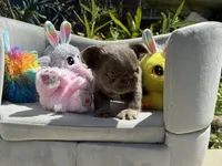 Milkyway, a female French Bulldog for sale in Lehigh Acres, FL – Photo 5 of 7