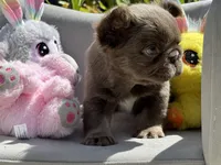 Milkyway, a female French Bulldog for sale in Lehigh Acres, FL – Photo 7 of 7