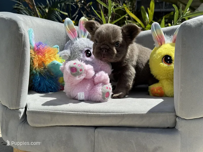 Milkyway – French Bulldog puppy for sale in Lehigh Acres, FL