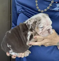 Anakin, a male English Bulldog for sale in Lehigh Acres, FL – 1 of 3
