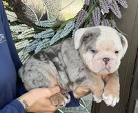 Lucas, a male English Bulldog for sale in Lehigh Acres, FL – 3 of 3