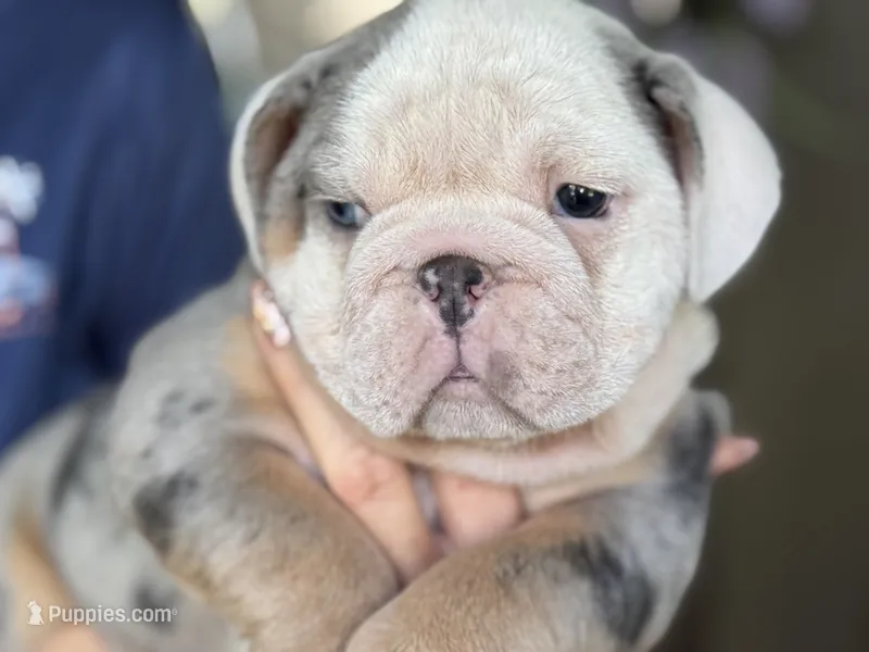 Lucas – English Bulldog puppy for sale in Lehigh Acres, FL