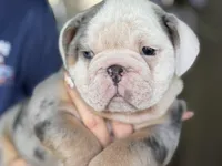Lucas, a male English Bulldog for sale in Lehigh Acres, FL – 1 of 3