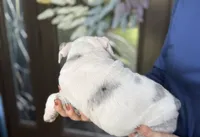 Princess Leia, a female English Bulldog for sale in Lehigh Acres, FL – 2 of 3