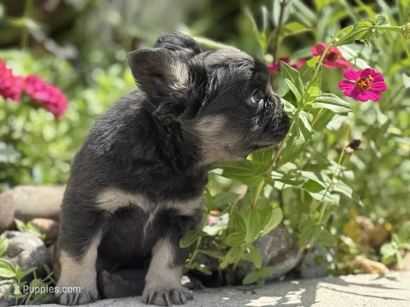 Cosmos – French Bulldog puppy for sale in Lehigh Acres, FL