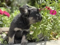 Cosmos, a male French Bulldog for sale in Lehigh Acres, FL – 1 of 5