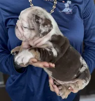 Anakin, a male English Bulldog for sale in Lehigh Acres, FL – 2 of 3