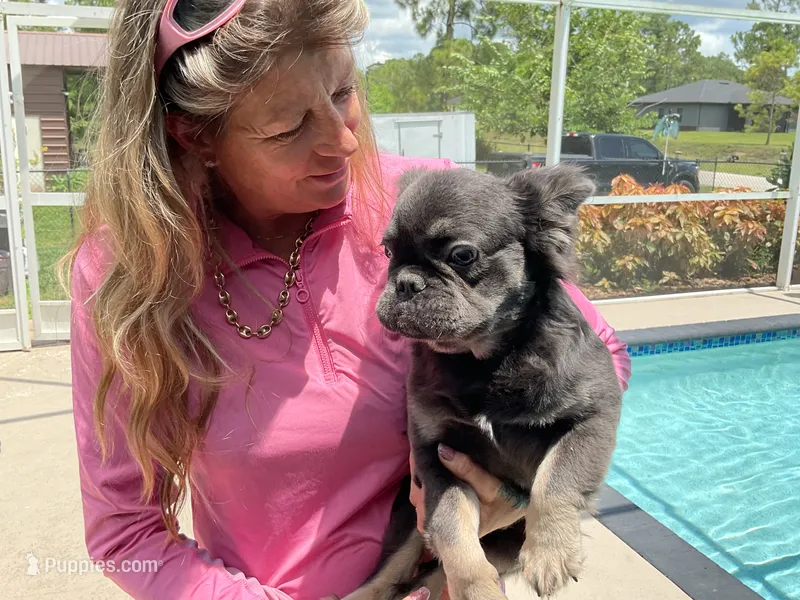 Cosmos – French Bulldog puppy for sale in Lehigh Acres, FL