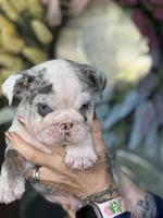 Boba Fett , a male English Bulldog for sale in Lehigh Acres, FL – 3 of 3