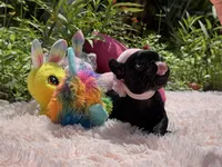 Serenity, a female French Bulldog for sale in Lehigh Acres, FL – Photo 6 of 6