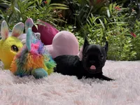 Serenity, a female French Bulldog for sale in Lehigh Acres, FL – Photo 2 of 6