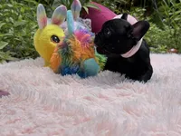 Serenity, a female French Bulldog for sale in Lehigh Acres, FL – Photo 1 of 6