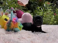 Serenity, a female French Bulldog for sale in Lehigh Acres, FL – Photo 3 of 6