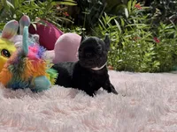 Serenity, a female French Bulldog for sale in Lehigh Acres, FL – Photo 5 of 6