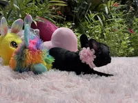 Serenity, a female French Bulldog for sale in Lehigh Acres, FL – Photo 4 of 6