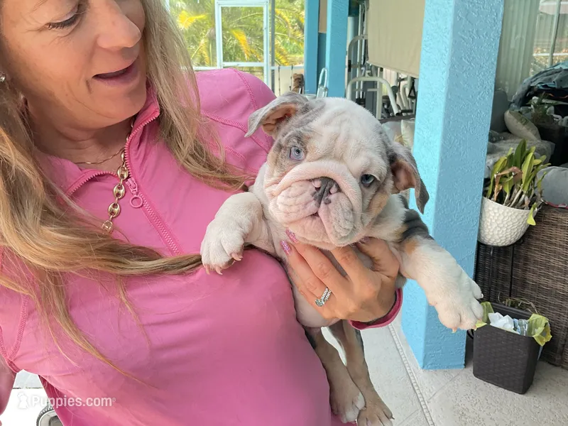 Luke Skywalker – English Bulldog puppy for sale in Lehigh Acres, FL